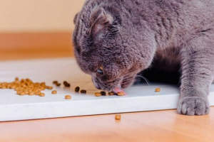 Nego hranjenje britanskog mačića?